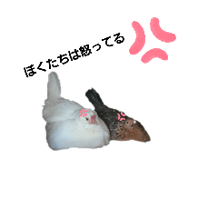 pooch_20240604003744