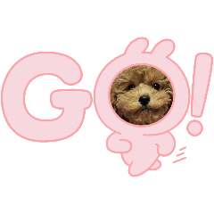purin(toy poodle)
