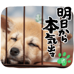 保護犬  壱くんの日常