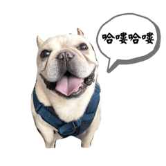 豆哥的日常生活