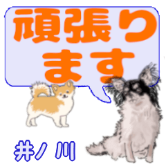 Inokawa's letters Chihuahua (2)