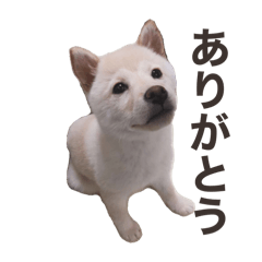 shiba momo_20240604075822
