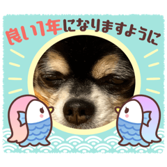 tanuki_20240604174830