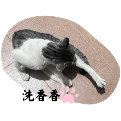 貓嗚（cat)1