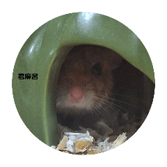 kimimarokiyo._20240605002829