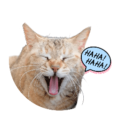 HOUSENKA CAT’ROOM ほうせんか猫の部屋