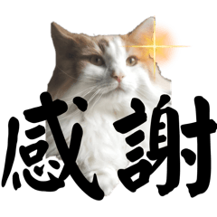 猫のムーたんダヨ3
