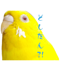 鳥さんの日常会話01