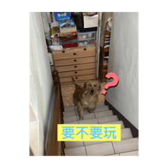 黃金獵犬貼圖