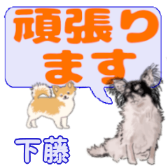 Shitafuji's letters Chihuahua