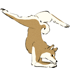 Shiba Enjoying Yoga 2 (no character)
