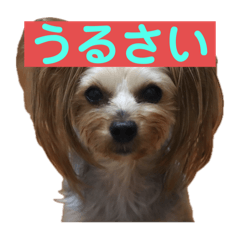 kuromiyu_20240606113657