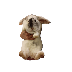 寶貝兔兔-1