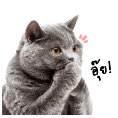 British Shorthair Cat (Grey Cat)