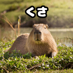 capybara everyday2