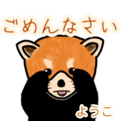 Youko's lesser panda