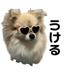 pomeranian1234567890