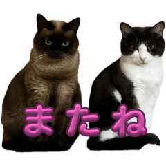 cat and cat ichigo and Kimi
