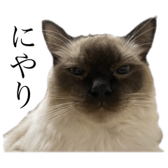 onigiri._20240606213849