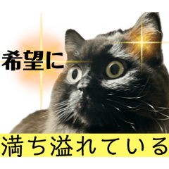 黒猫 ルナ院長150にゃんめ