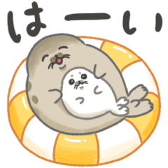 Seal and baby seal summer