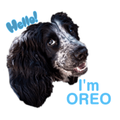 OREO_20240606202802