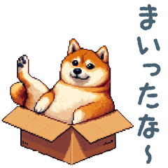 shiba dog in a cardboard