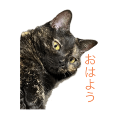 サビ猫マンチカン！くろみつスタンプ - LINE スタンプ | LINE STORE