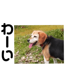 beagle happy