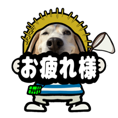 Beagle Moving sticker (Summer)