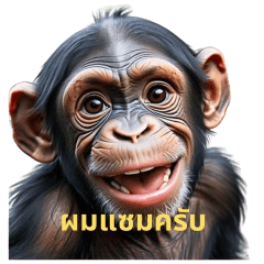 Monkey Chimpanzee Cute