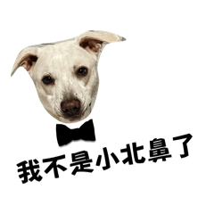 為什麼沒有白色的臺灣犬 2.0