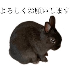 Jiji the rabbit