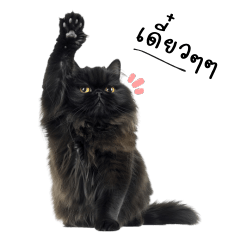 Meow Meow Black Persian cat