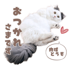 Sticker for cat lovers-6