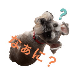 Kaki pi_20240609083807