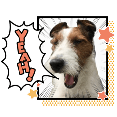Jack Russell Terrier Bebe