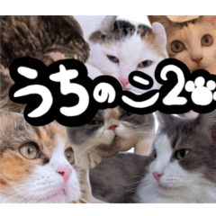 UCHI no KO cats2