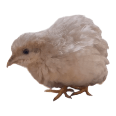 Coturnix quail - Running chicken