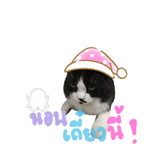 CatM_20240609184545