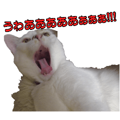 Expressive Calico Cat Vanilla(R1)