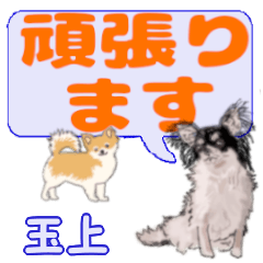 Tamagami's letters Chihuahua