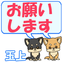 Tamagami's letters Chihuahua2