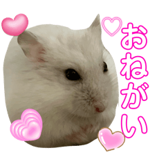 MAYUYU_20240609062625