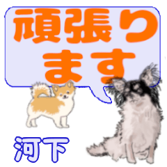Kawashimo's letters Chihuahua