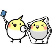 Cockatiel,chikin-chan sticker20