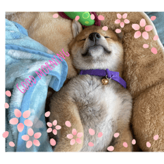 家中柴犬