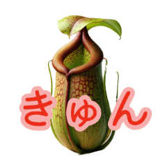 Adult Nepenthes bokorensis