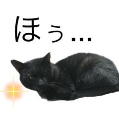 Black cat　Biscuit（黒猫ビスケットくん）