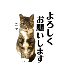 ネコちゃんの敬語スタンプ